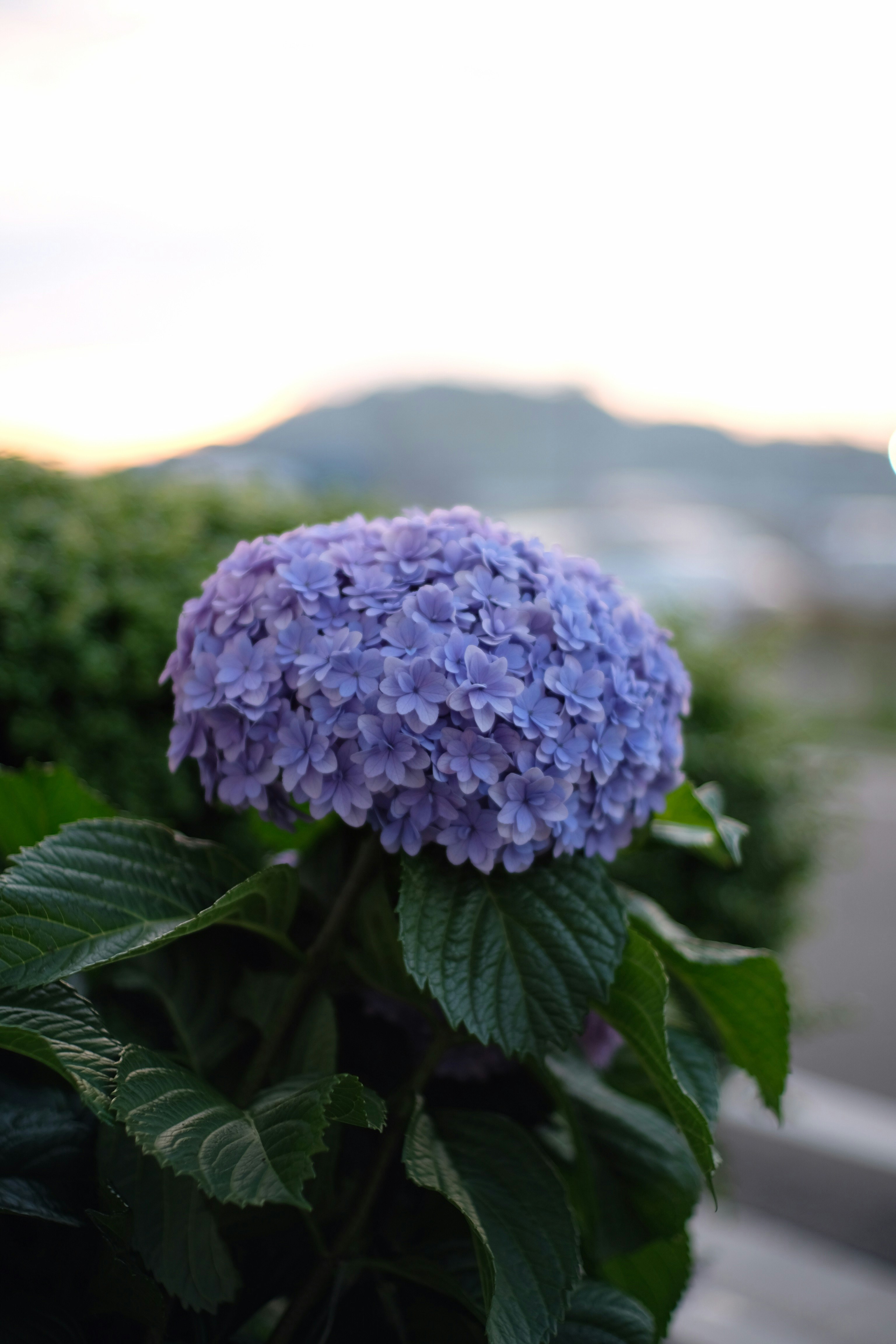 white and purple flower in tilt shift lens